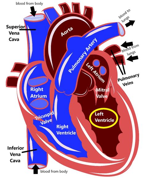 left vm medical meaning.